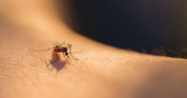 Close up of a mosquito sucking blood, selective focus